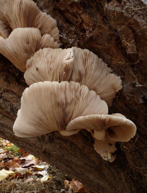 Mature fruit bodies on poplar in Basildon, UK.